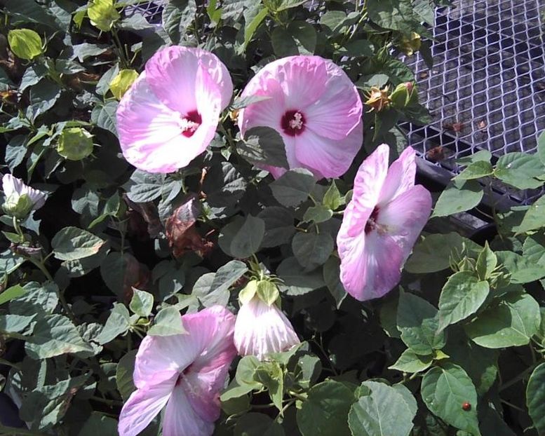 Hibiscus Moscheutos Luna Pink Swirl - De vanzare Plante ornamentale si aromatice perene la ghiveci