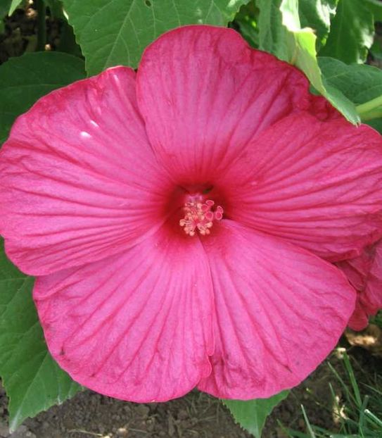 Hibiscus Moscheutos Luna Rose- 18 lei - De vanzare Plante ornamentale si aromatice perene la ghiveci