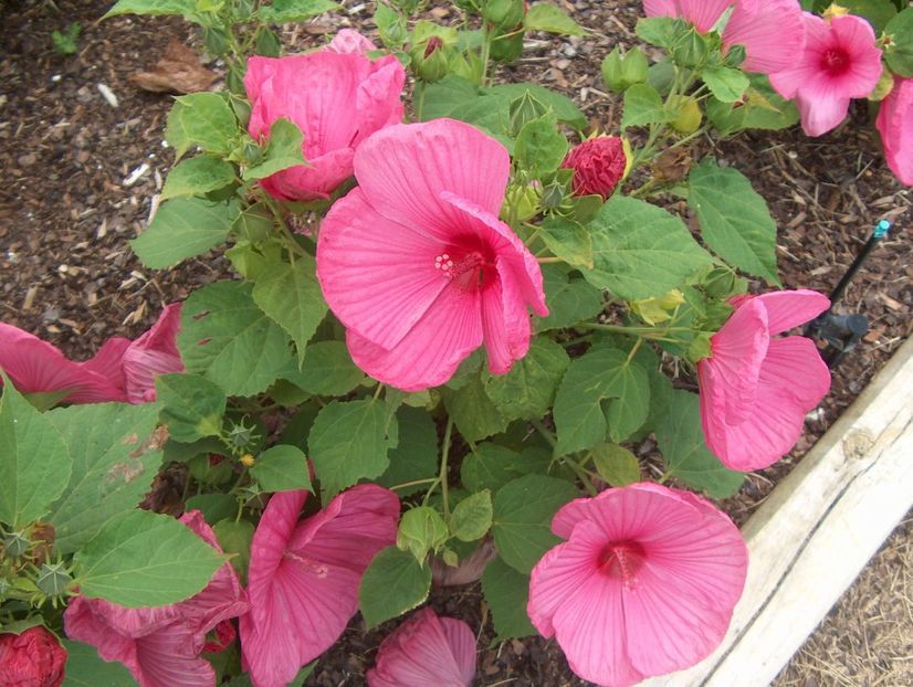 Hibiscus Moscheutos Luna Rose. - De vanzare Plante ornamentale si aromatice perene la ghiveci