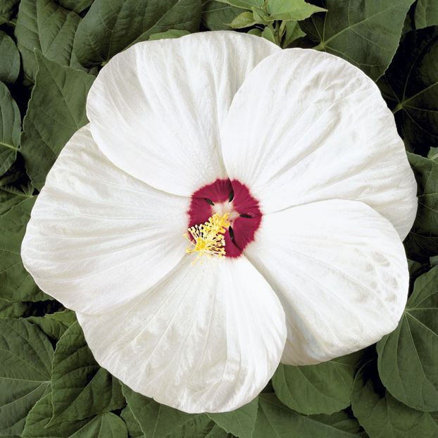 ﻿Hibiscus Moscheutos Luna White- 18 lei - De vanzare Plante ornamentale si aromatice perene la ghiveci