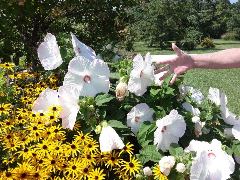 ﻿Hibiscus Moscheutos Luna White - De vanzare Plante ornamentale si aromatice perene la ghiveci