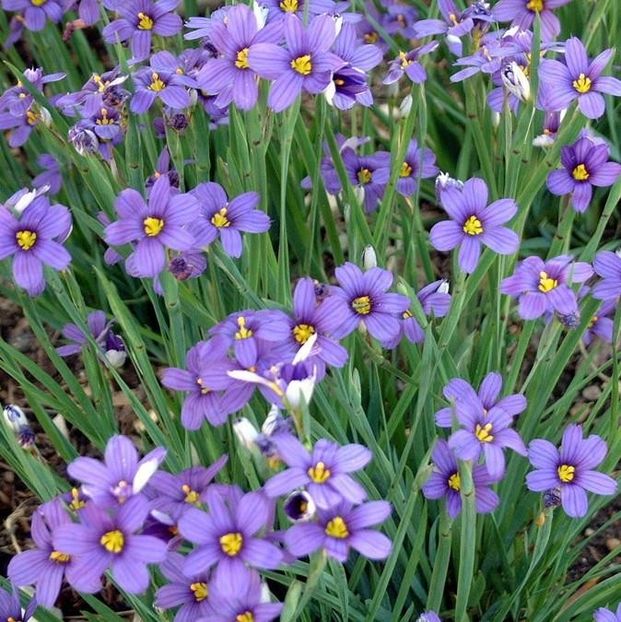 Iarba cu ochi albastri-Sisyrinchium Angustifolium- 10 lei - De vanzare Plante ornamentale si aromatice perene la ghiveci