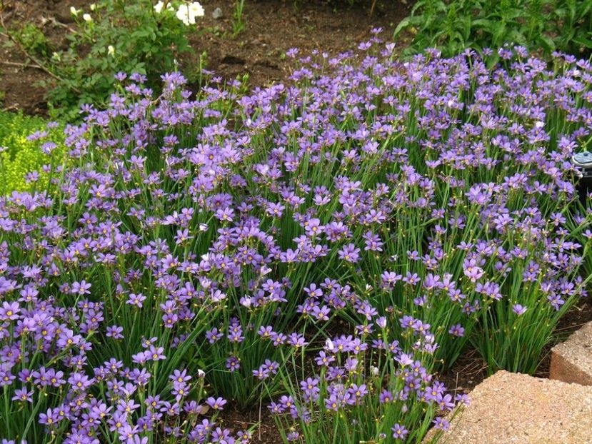 Iarba cu ochi albastri-Sisyrinchium Angustifolium - De vanzare Plante ornamentale si aromatice perene la ghiveci