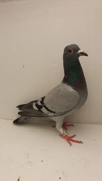 F 2018 vanduta - De! voiajori vanduti