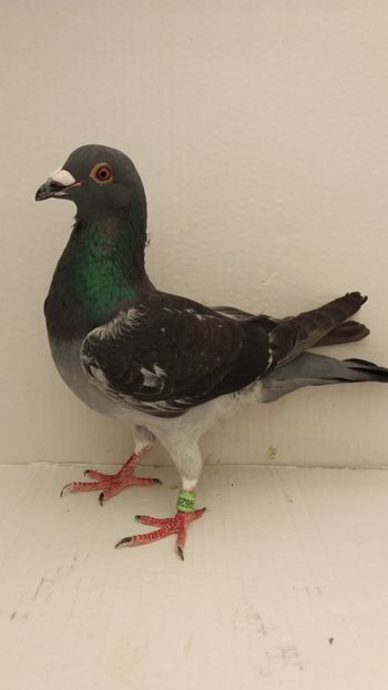 MZ 2018 2C achizitie - Por king