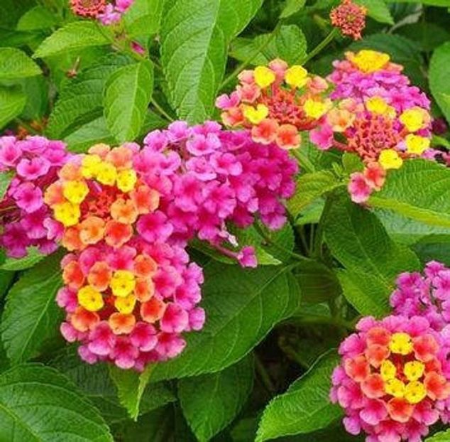 Lantana Camara Pink - 24 lei - De vanzare Plante ornamentale si aromatice perene la ghiveci