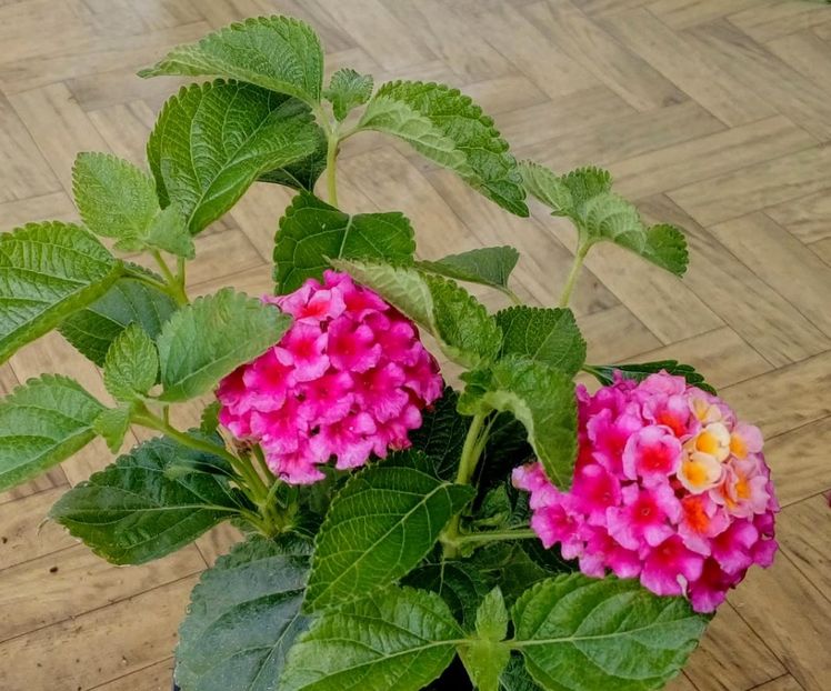 Lantana Camara Pink - De vanzare Plante ornamentale si aromatice perene la ghiveci