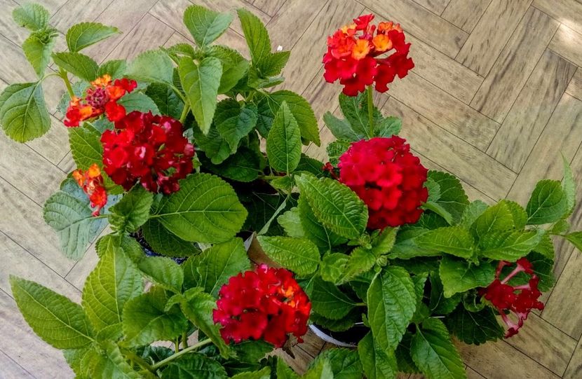 Lantana Camara Red - De vanzare Plante ornamentale si aromatice perene la ghiveci