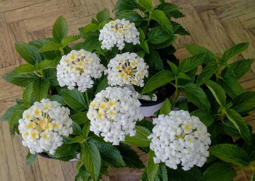 Lantana Camara White- 24 lei - De vanzare Plante ornamentale si aromatice perene la ghiveci