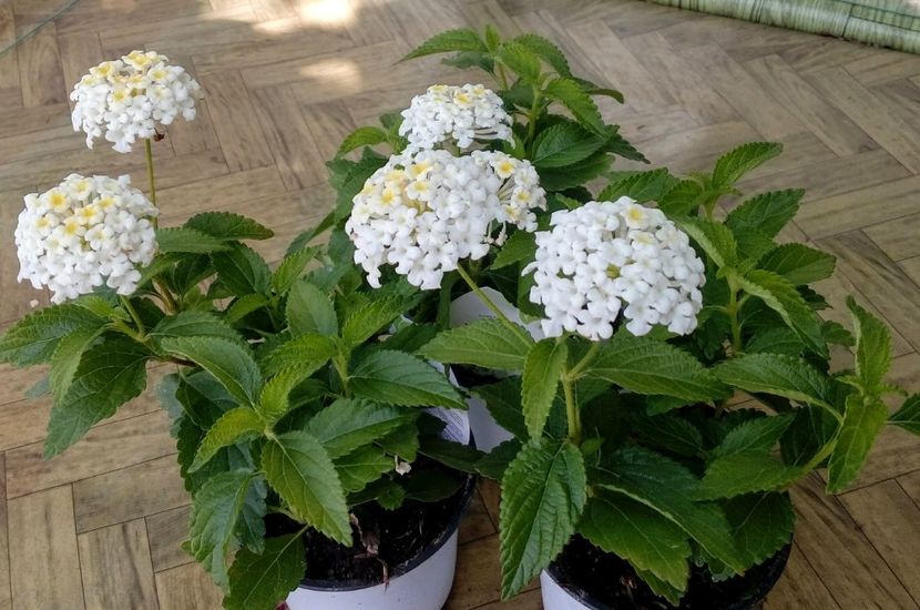 Lantana Camara White - De vanzare Plante ornamentale si aromatice perene la ghiveci