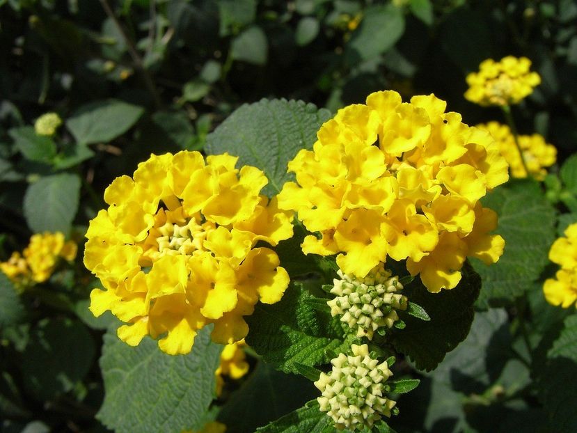 Lantana Camara Yellow - 24 lei - De vanzare Plante ornamentale si aromatice perene la ghiveci