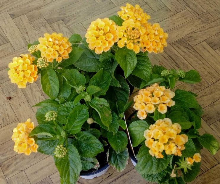 Lantana Camara Yellow - De vanzare Plante ornamentale si aromatice perene la ghiveci