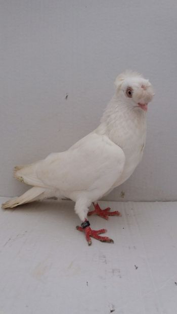 M 2016 - Por bimotati