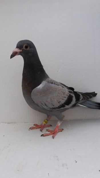 vandut - De vanzare voiajori pui 2019