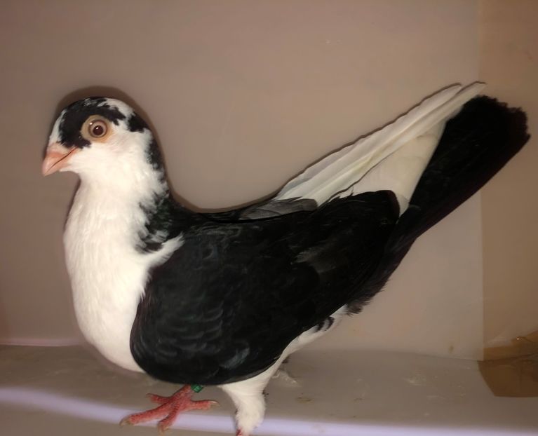 6807  mascul  2019_1 - tineret 2019