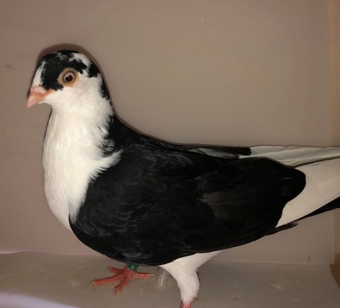 6807  mascul  2019_3 - tineret 2019
