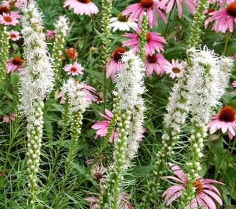 Liatris  Spicata White - 12 lei - De vanzare Plante ornamentale si aromatice perene la ghiveci