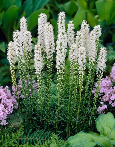 Liatris  Spicata White - De vanzare Plante ornamentale si aromatice perene la ghiveci