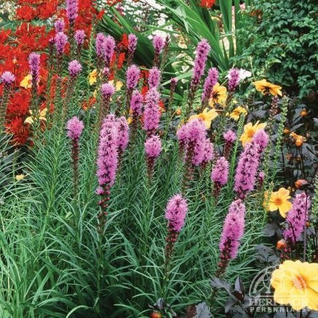 Liatris spicata- 12 lei - De vanzare Plante ornamentale si aromatice perene la ghiveci