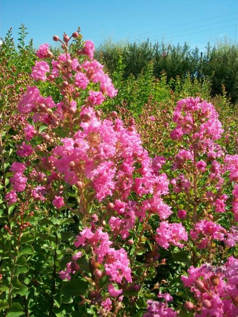 Liliac Indian-Lagerstroemia indica Rosea Nova- 35 lei - De vanzare Plante ornamentale si aromatice perene la ghiveci