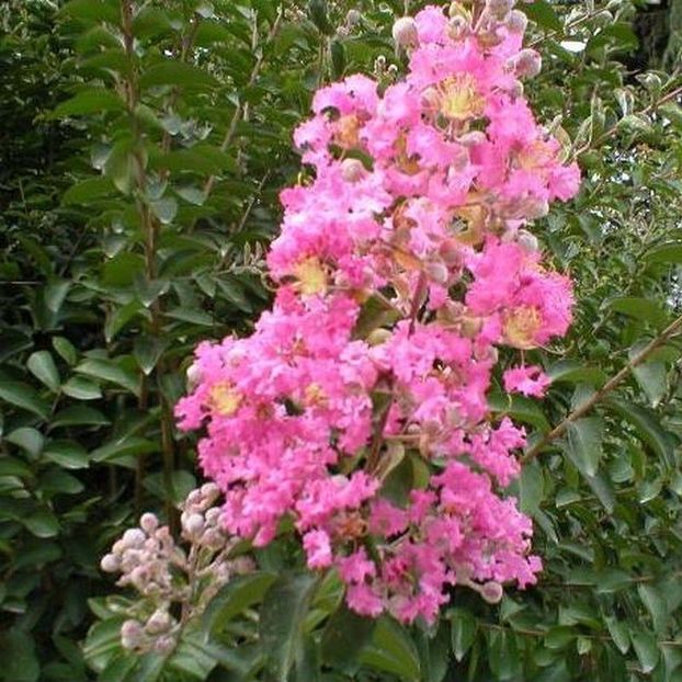 Liliac Indian-Lagerstroemia indica Rosea Nova - De vanzare Plante ornamentale si aromatice perene la ghiveci