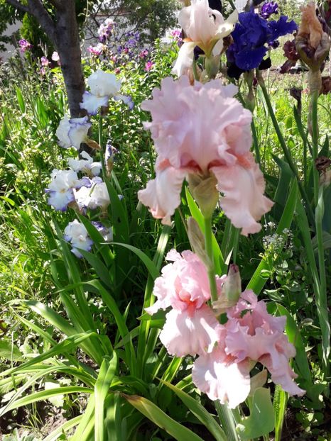 Iris 2019  Blushing Pink - Irisi