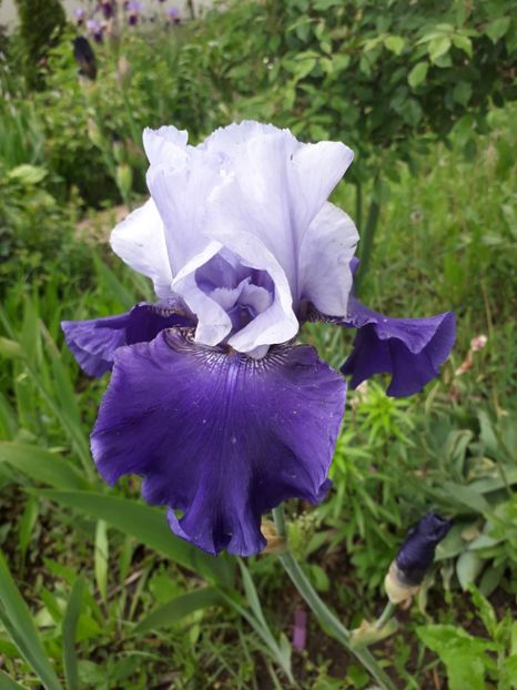 Iris 2019  Bleu Bird Whire - Irisi