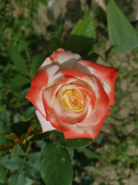  - U-GRADINA MEA