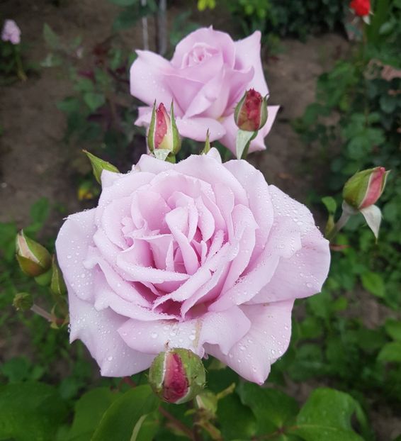 8 (3) - U-GRADINA MEA