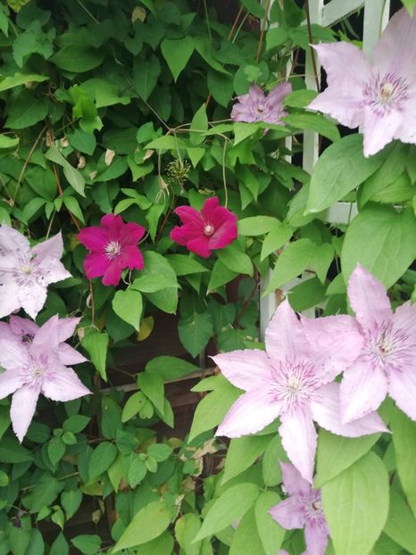  - Clematis