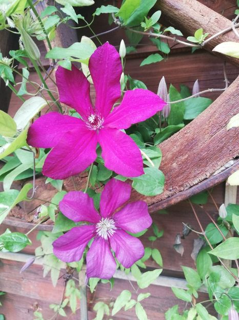  - Clematis