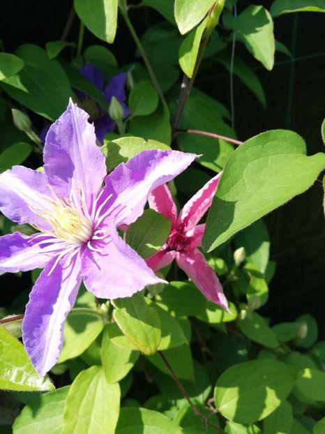  - Clematis