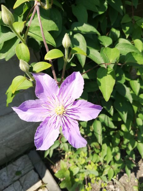  - Clematis