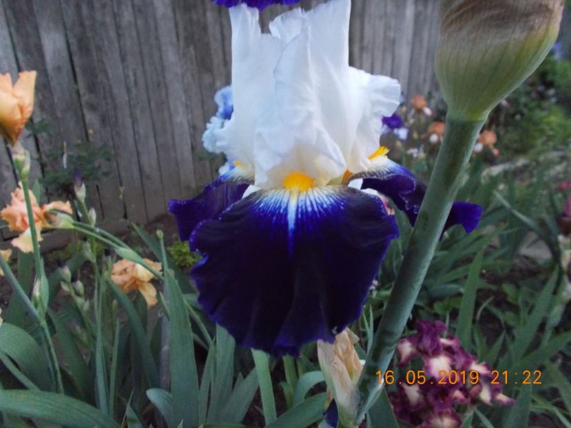 pr-r10,4-noctambule-15 - IRISI INALTI SI MEDII DISPONIBILI IN 2023 capitol 2