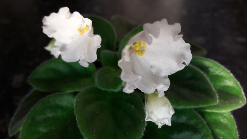  - Alan s White Feather