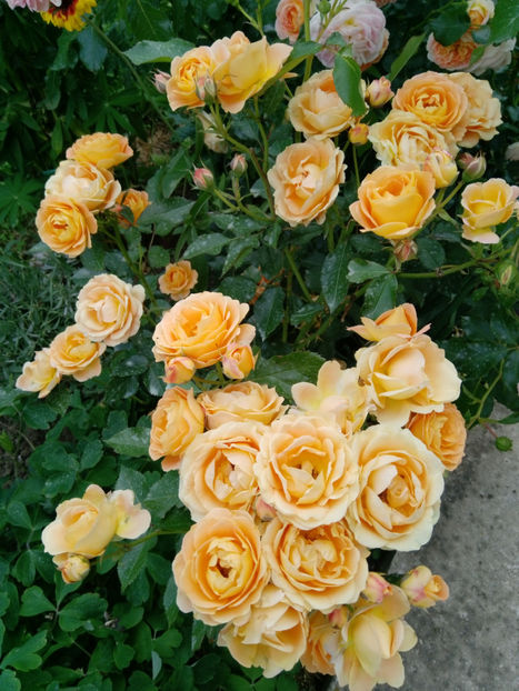  - Gradina iunie 2019