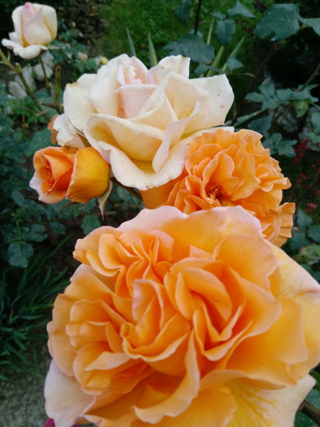  - Gradina iunie 2019