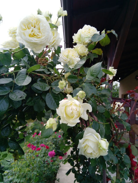  - Gradina iunie 2019