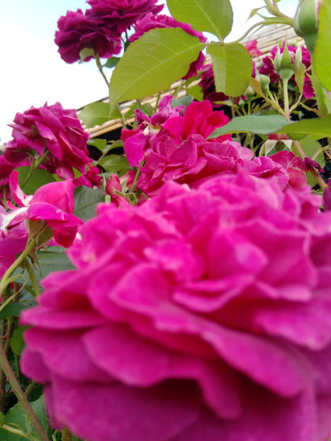  - Gradina iunie 2019