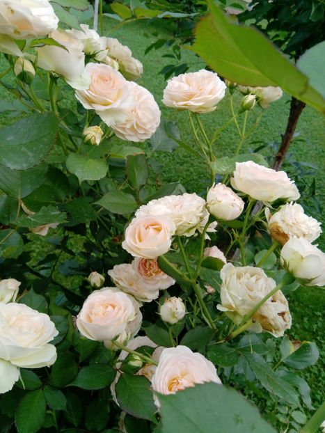  - Gradina iunie 2019