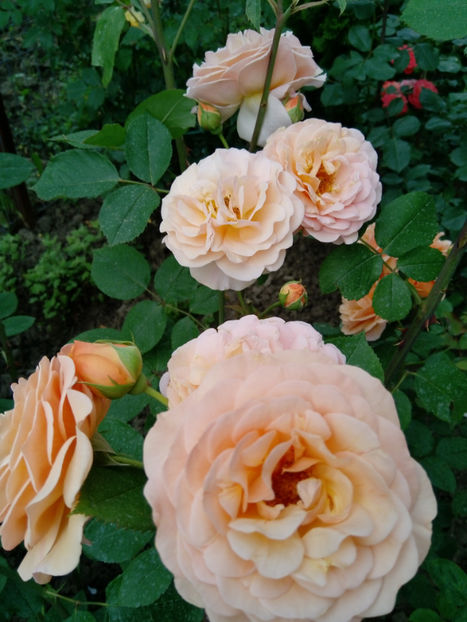  - Gradina iunie 2019