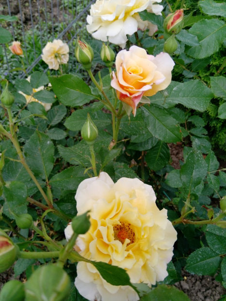  - Gradina iunie 2019