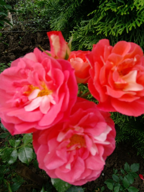  - Gradina iunie 2019