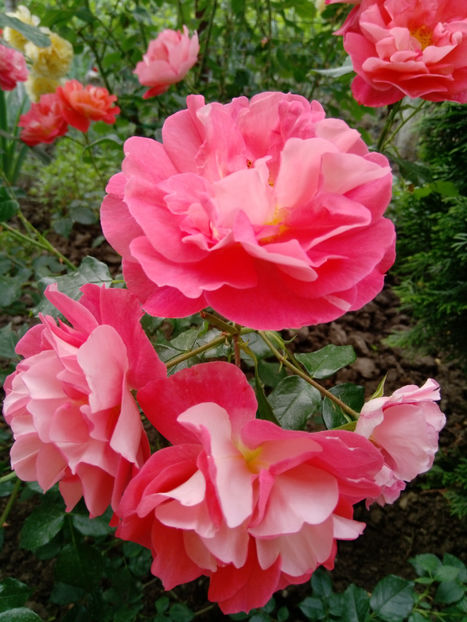  - Gradina iunie 2019