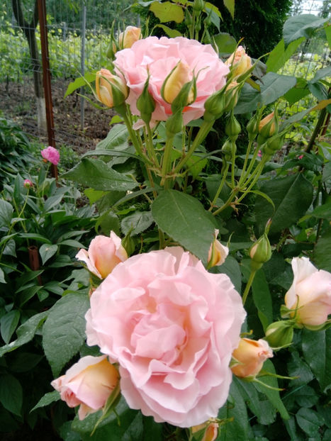  - Gradina iunie 2019