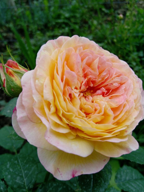  - Gradina iunie 2019