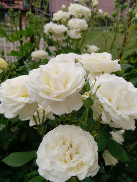  - Gradina iunie 2019