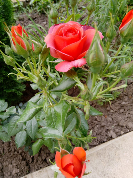  - Gradina iunie 2019