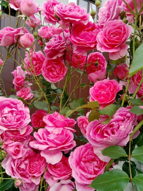  - Gradina iunie 2019