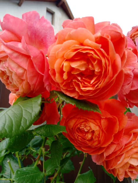  - Gradina iunie 2019